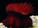 Beadlet anemone - Paul Naylor